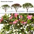 Plumeria rubra -Frangipani Tree - Thumbnail 1