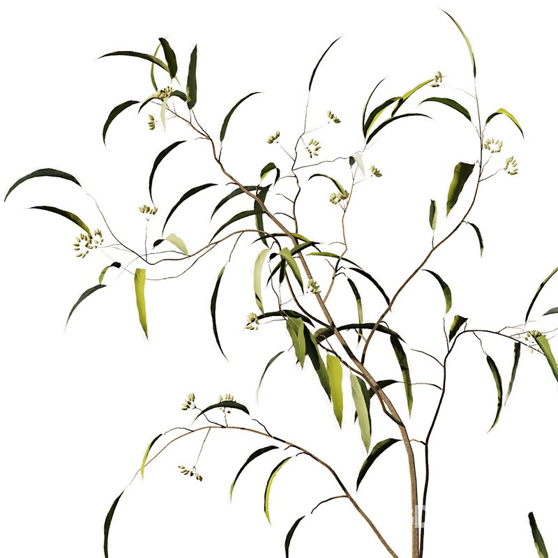 Eucalyptus Branches Bouquet Image 3