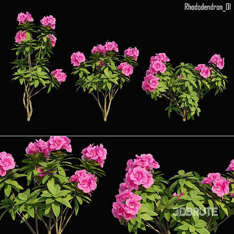 Rhododendron 01 Image 1