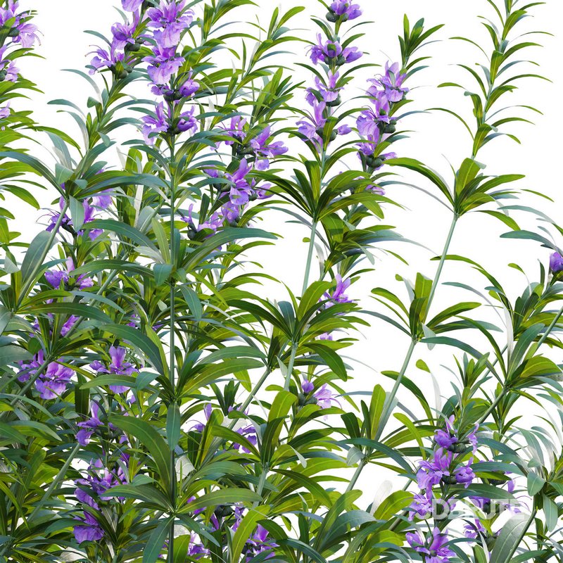 Rosmarinus officinalis – Rosemary Image 3