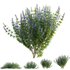 Rosmarinus officinalis – Rosemary - Thumbnail 2