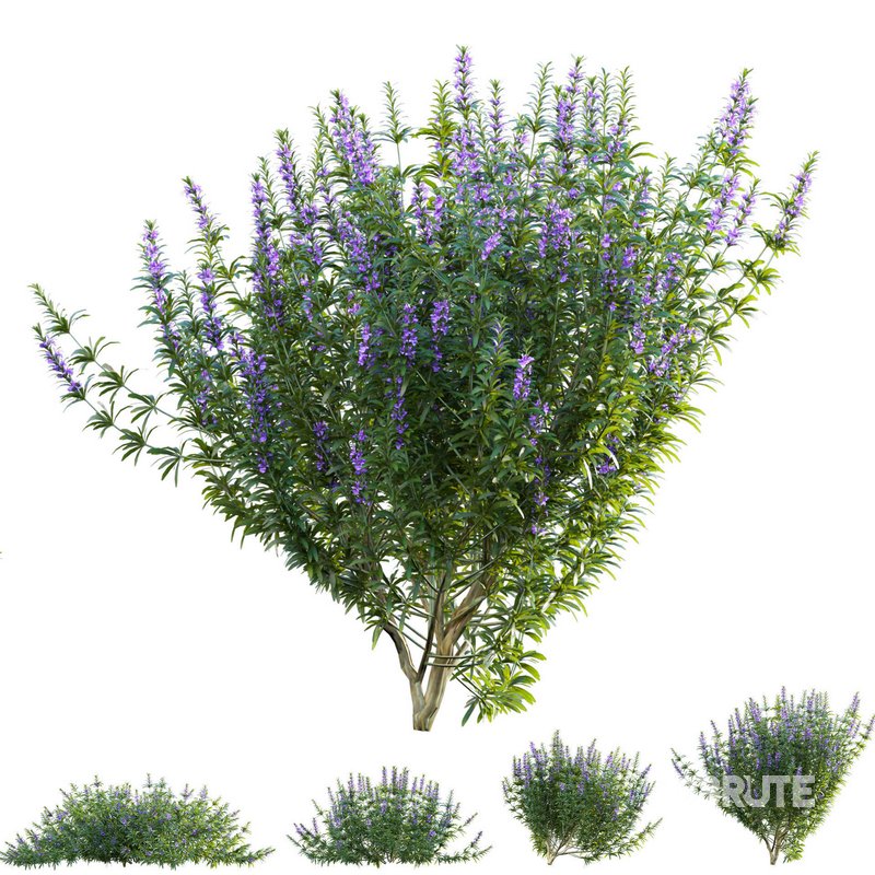 Rosmarinus officinalis – Rosemary Image 2