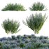 Rosmarinus officinalis – Rosemary - Thumbnail 1