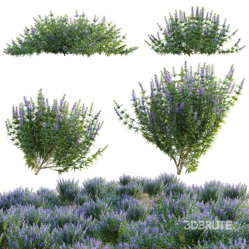 Rosmarinus officinalis – Rosemary Image 1