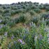 Rosmarinus officinalis – Rosemary - Thumbnail 4