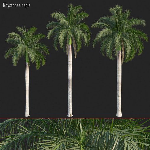 Roystonea regia 02