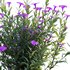 Ruellia brittoniana – Mexican Petunia - Thumbnail 3