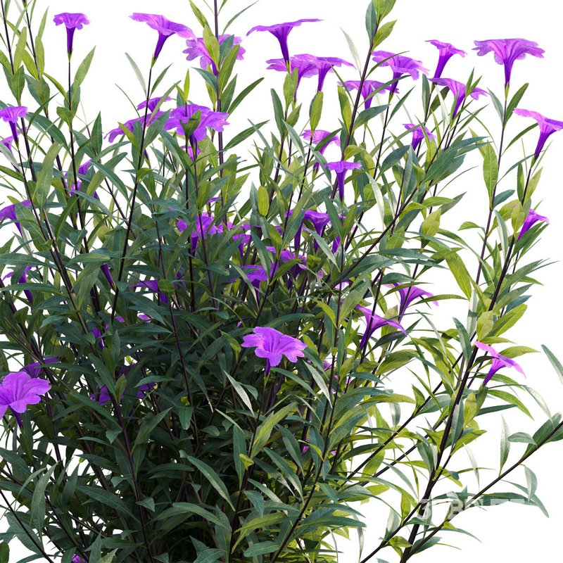 Ruellia brittoniana – Mexican Petunia Image 3