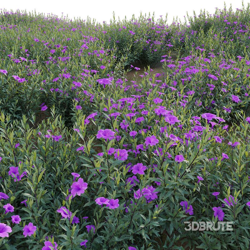 Ruellia brittoniana – Mexican Petunia Image 2