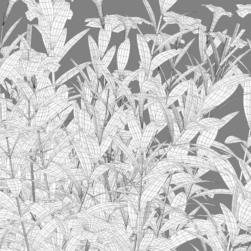 Ruellia brittoniana – Mexican Petunia Image 5