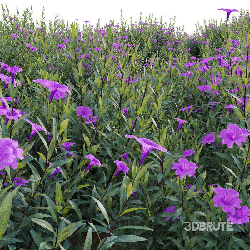 Ruellia brittoniana – Mexican Petunia Image 4