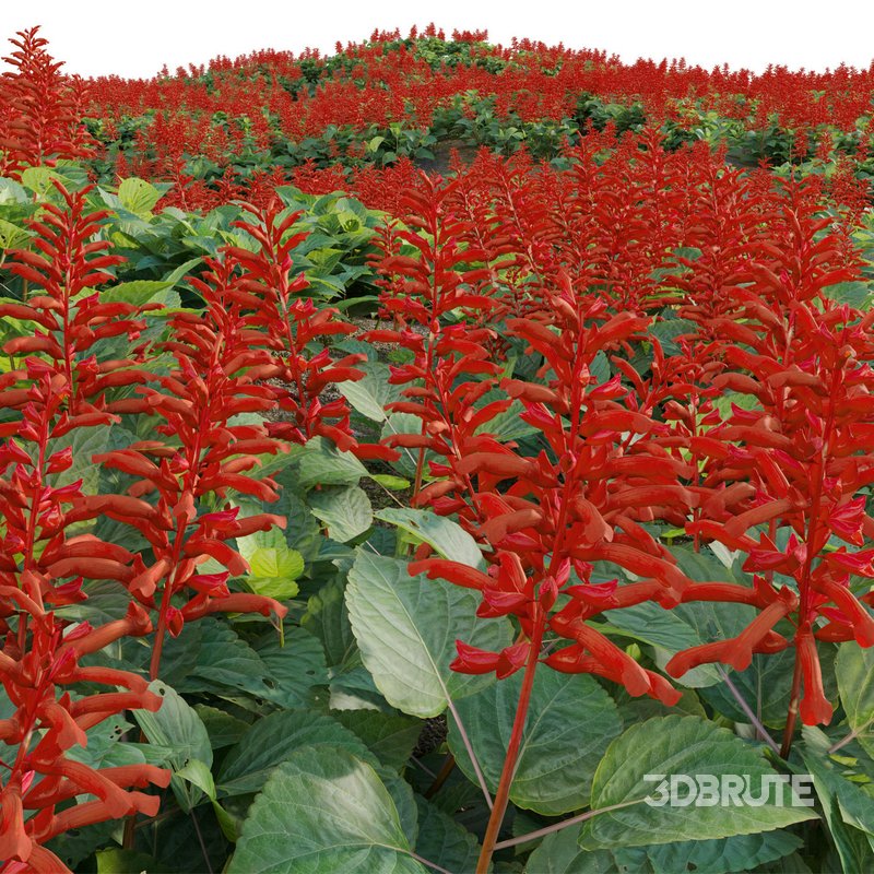 Salvia splendens – Scarlet Sage Image 2