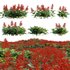 Salvia splendens – Scarlet Sage - Thumbnail 1