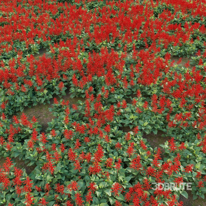 Salvia splendens – Scarlet Sage Image 3