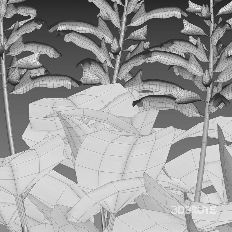 Salvia splendens – Scarlet Sage Image 4