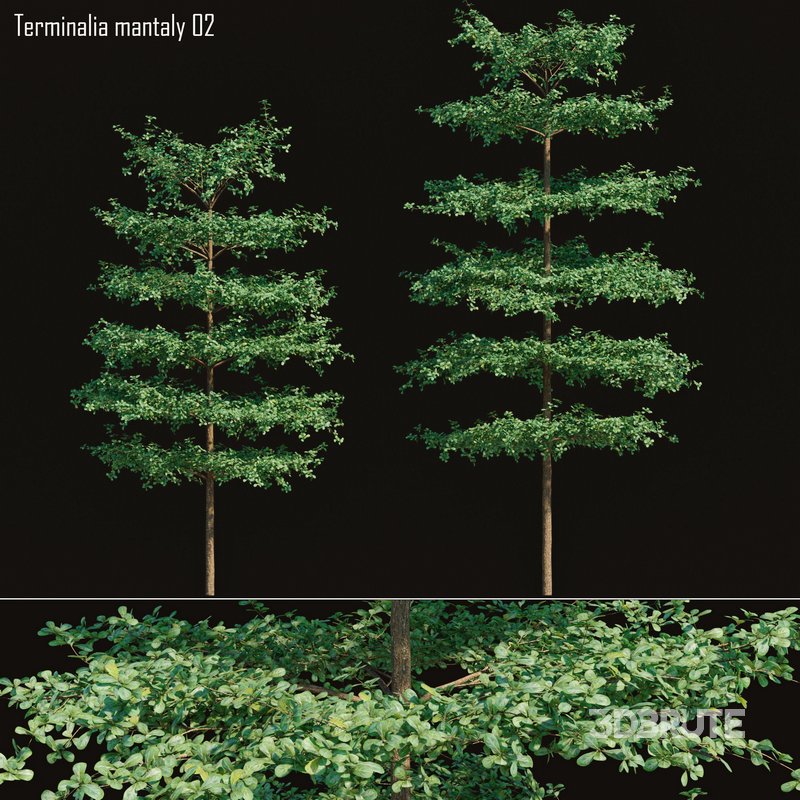Terminalia mantaly – Bucida molineti 02 Image 1