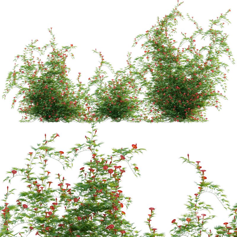 Ipomoea sloteri – Cardinal Climber 02 Image 1