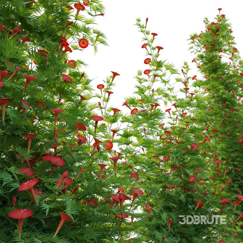 Ipomoea sloteri – Cardinal Climber 02 Image 2