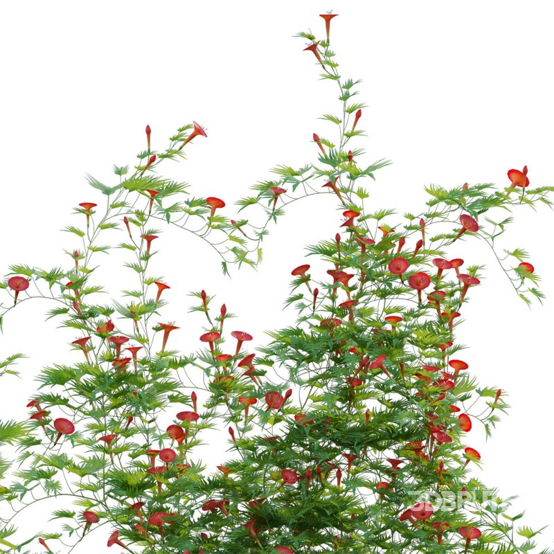 Ipomoea sloteri – Cardinal Climber 02 Image 3