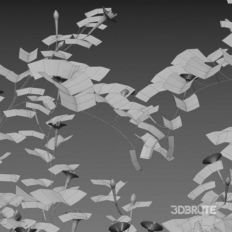 Ipomoea sloteri – Cardinal Climber 02 Image 4