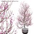 Prunus persica – Peach – Nectarine Trees – 01 - Thumbnail 1