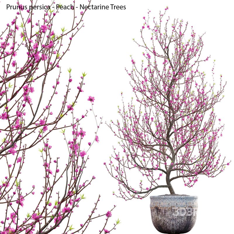 Prunus persica – Peach – Nectarine Trees – 01 Image 1