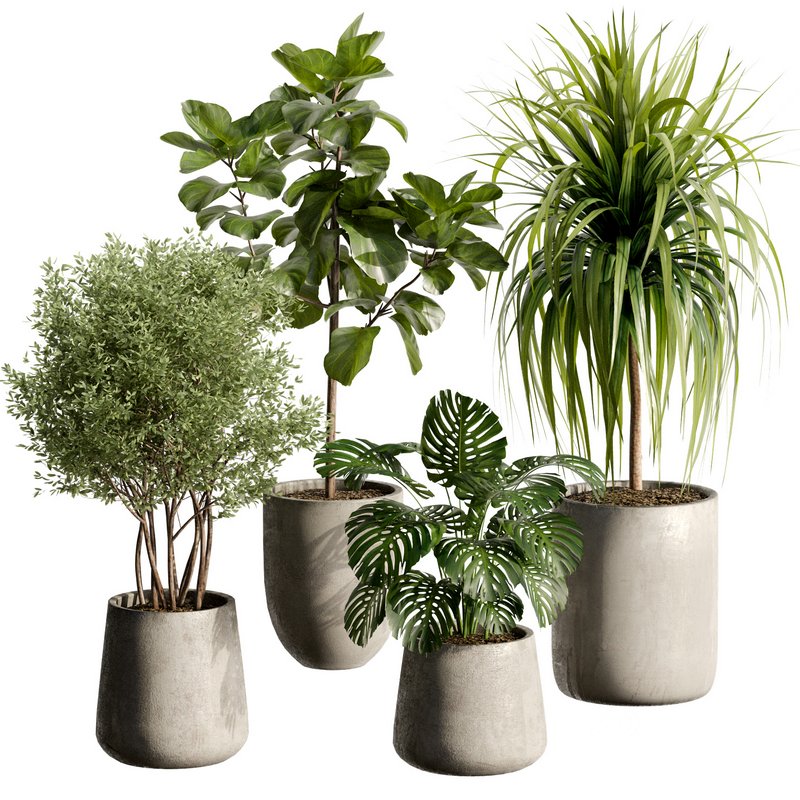 Indoor Plant 24 Image 3