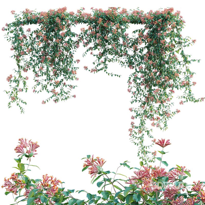 Lonicera Mandarin – Honeysuckle 02 Image 1