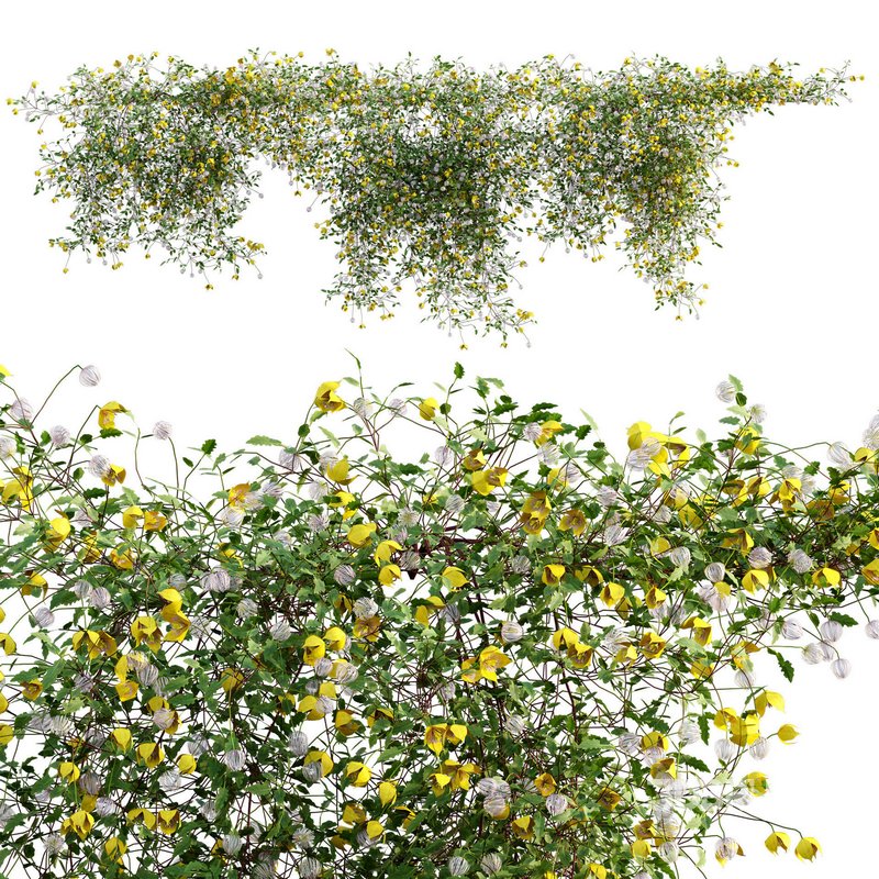 Clematis Bill MacKenzie – Clematis tangutica 01 Image 1