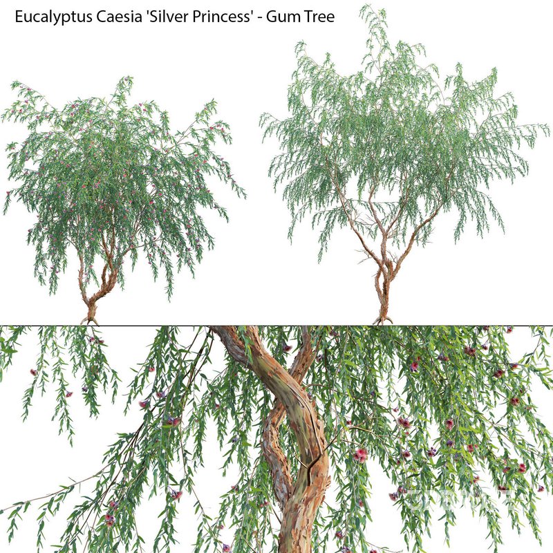 Eucalyptus Caesia Silver Princess – Gum Tree Image 1