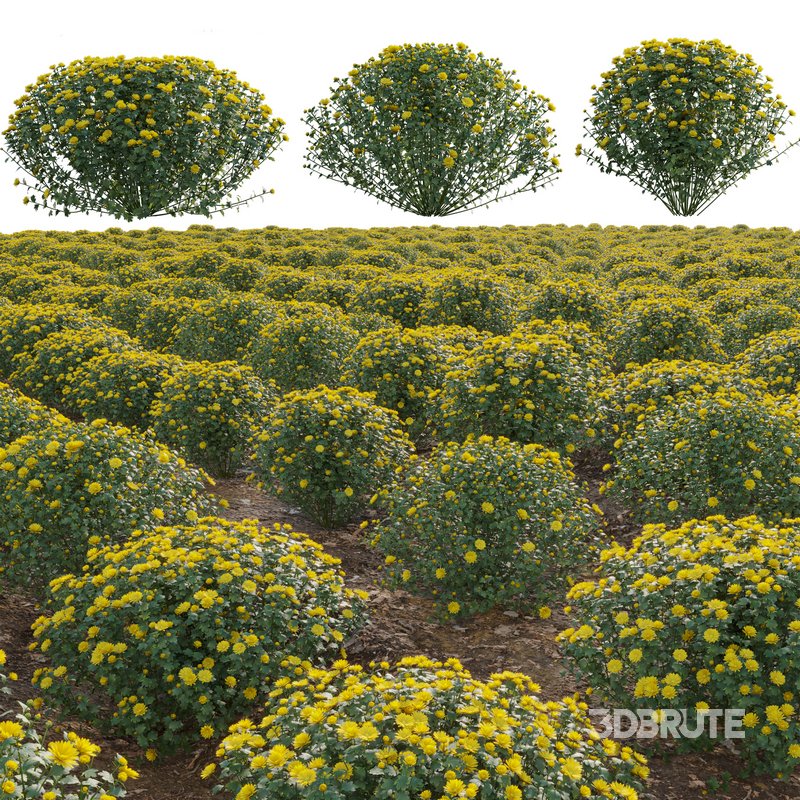 Chrysanthemum morifolium 01 Image 1