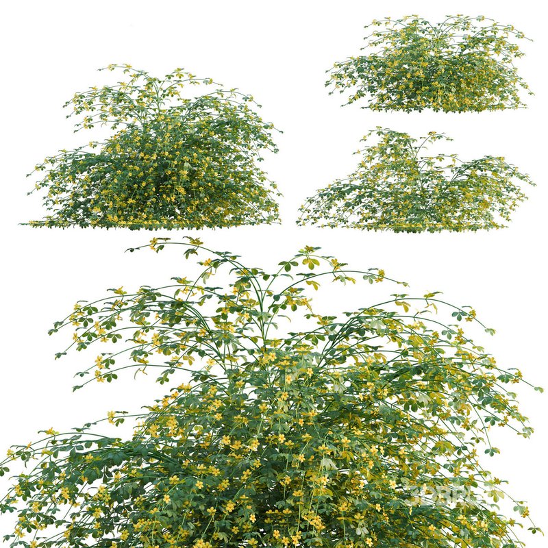 Jasminum mesnyi – Primrose Jasmine 01 Image 1