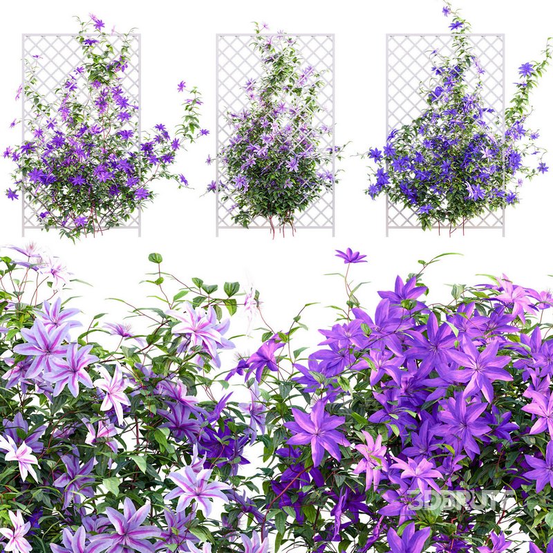 Clematis Aotearoa – Clematis Jackmanii 01 Image 1