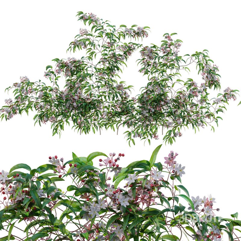 Clematis Apple Blossom 02 Image 1