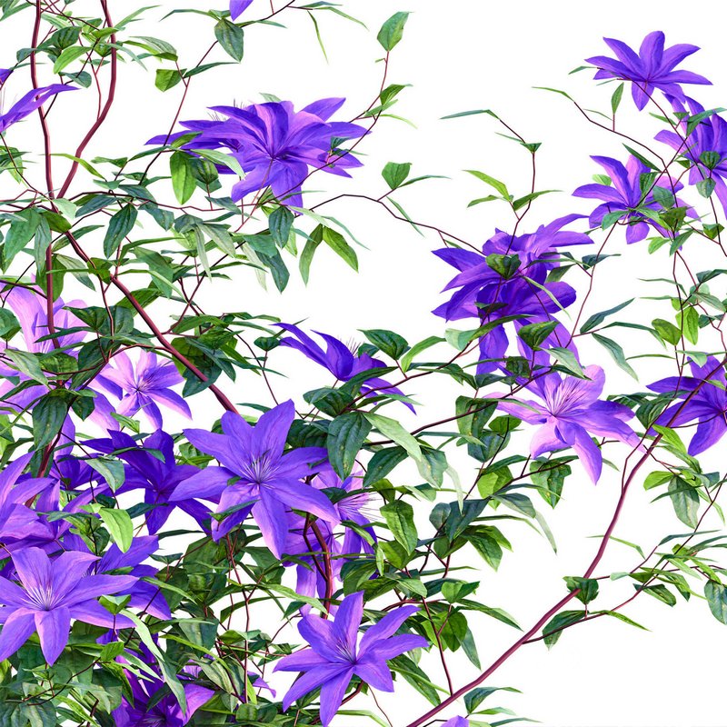 Clematis Aotearoa – Clematis Jackmanii 01 Image 3