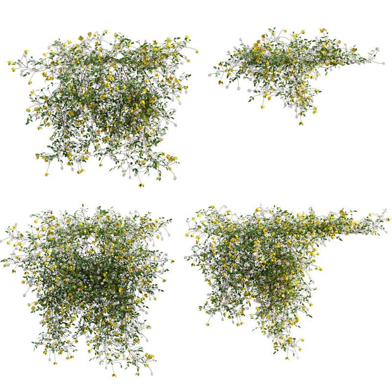 Clematis Bill MacKenzie – Clematis tangutica 01 Image 2