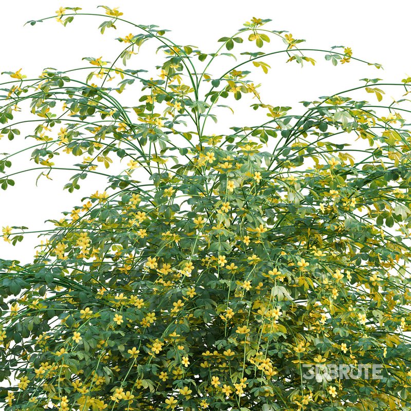 Jasminum mesnyi – Primrose Jasmine 01 Image 2