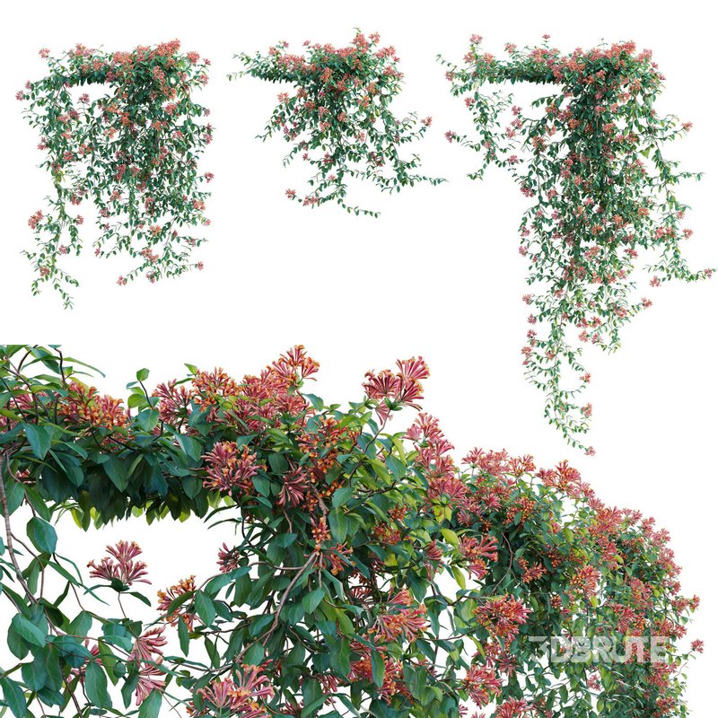 Lonicera Mandarin – Honeysuckle 02 Image 2