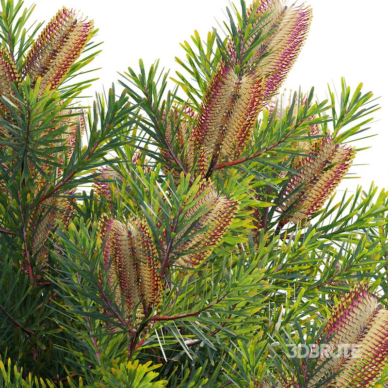 Banksia spinulosa – Hairpin Banksia 01 Image 3