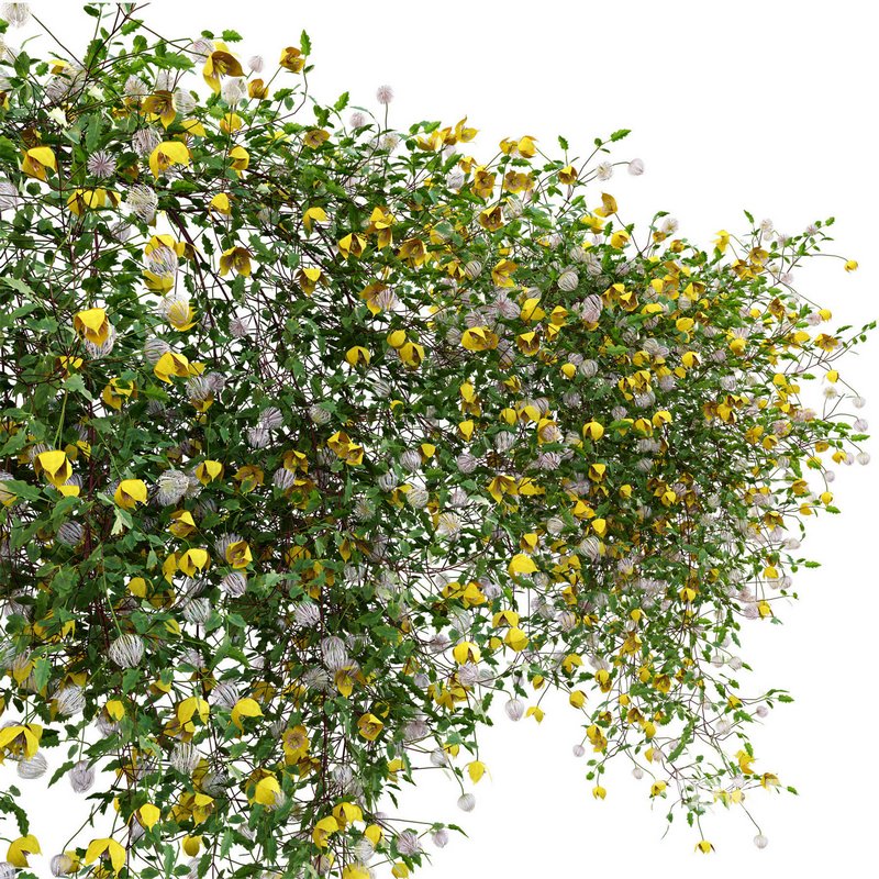 Clematis Bill MacKenzie – Clematis tangutica 01 Image 3