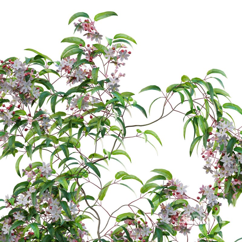 Clematis Apple Blossom 02 Image 3