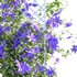 Clematis Aotearoa – Clematis Jackmanii 01 - Thumbnail 4