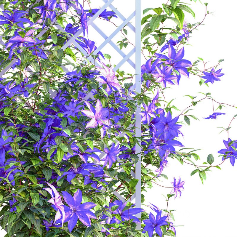 Clematis Aotearoa – Clematis Jackmanii 01 Image 4