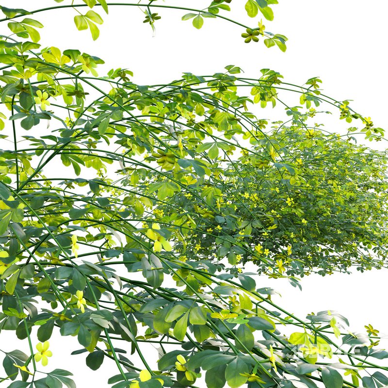 Jasminum mesnyi – Primrose Jasmine 01 Image 3