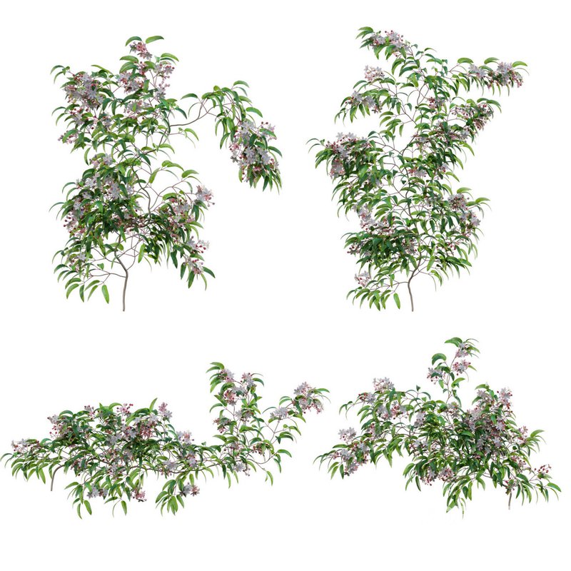 Clematis Apple Blossom 02 Image 2