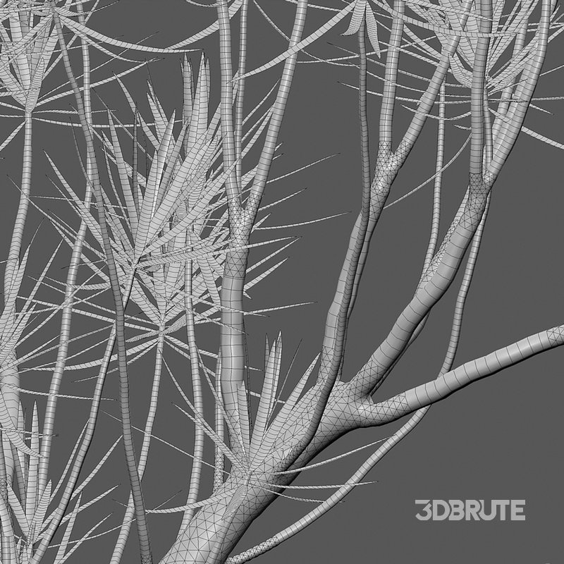 Dracaena Marginata – Madagascar Dragon Tree Image 4