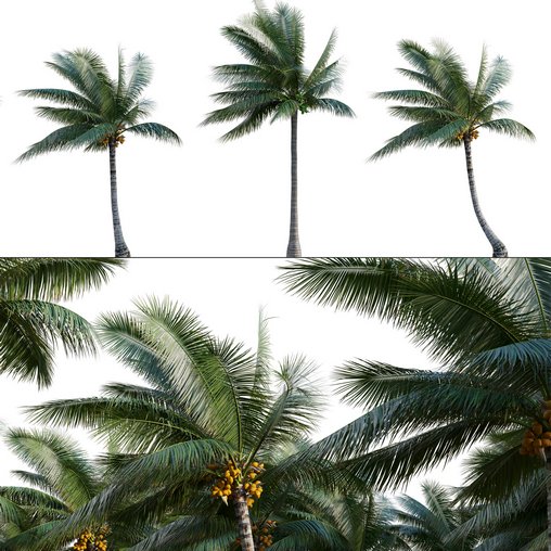 Cocos nucifera – Coconut 04