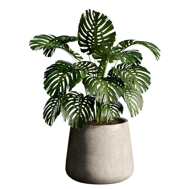 Indoor Plant 24 Image 4