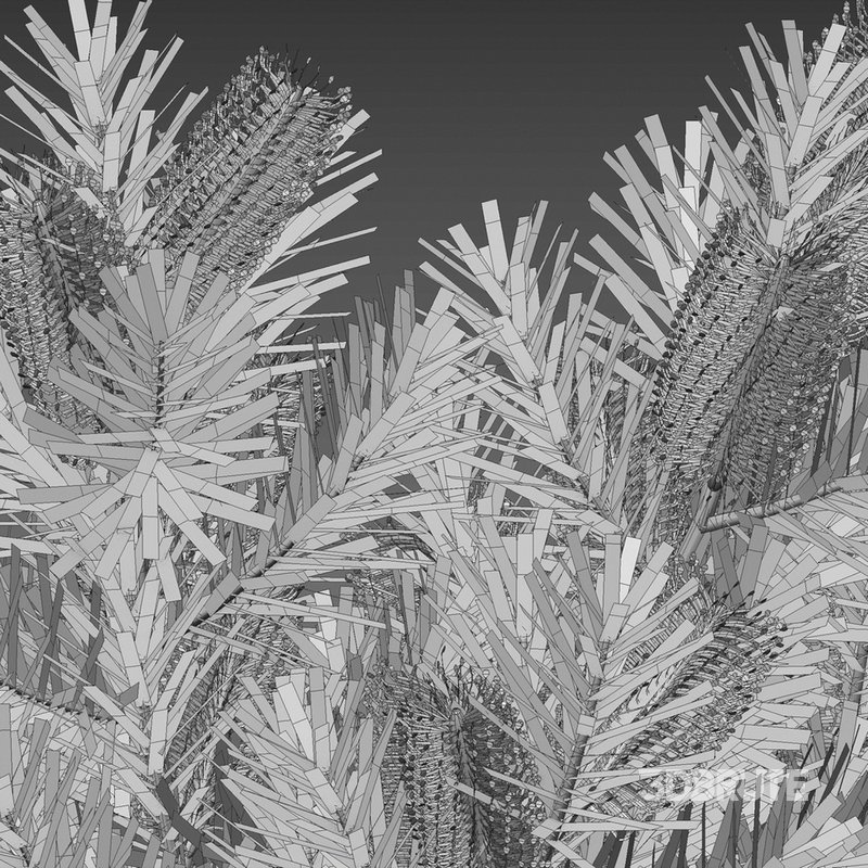 Banksia spinulosa – Hairpin Banksia 01 Image 4