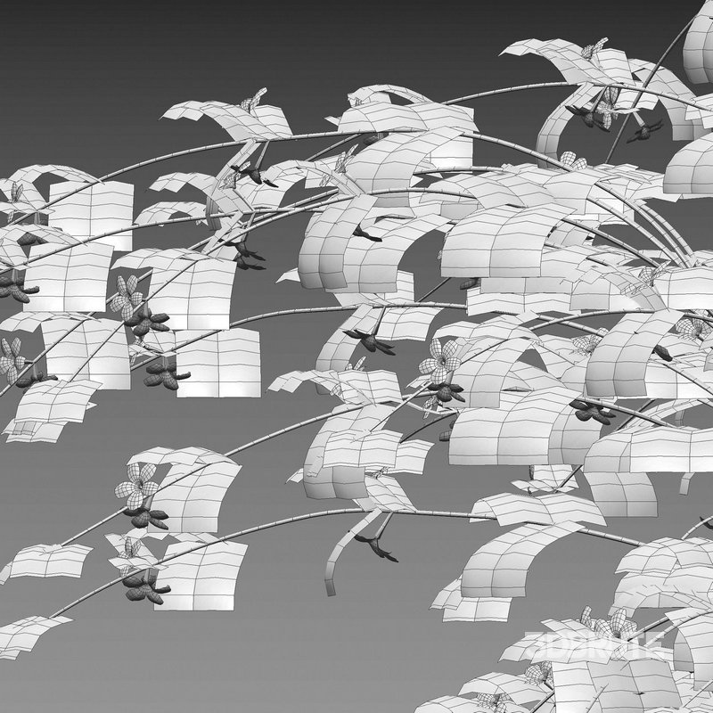 Jasminum mesnyi – Primrose Jasmine 01 Image 4